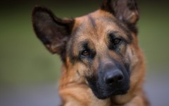 Desktop wallpaper. Dogs. ID:67995