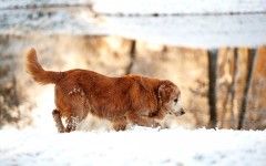 Desktop image. Dogs. ID:67996