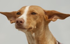 Desktop image. Dogs. ID:67997