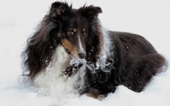 Desktop image. Dogs. ID:67998