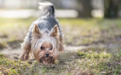 Desktop wallpaper. Dogs. ID:67999