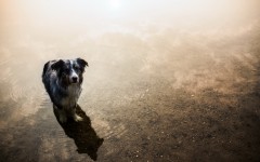 Desktop wallpaper. Dogs. ID:68000