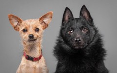 Desktop wallpaper. Dogs. ID:68002