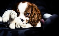 Desktop wallpaper. Dogs. ID:68003