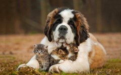Desktop wallpaper. Dogs. ID:68004