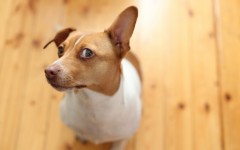 Desktop wallpaper. Dogs. ID:68006