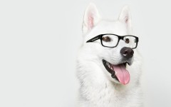 Desktop wallpaper. Dogs. ID:68007