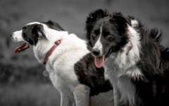 Desktop wallpaper. Dogs. ID:68008