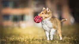 Desktop wallpaper. Dogs. ID:94508