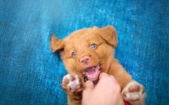 Desktop wallpaper. Dogs. ID:68011