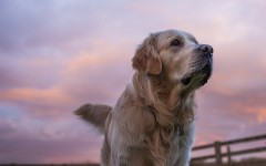 Desktop wallpaper. Dogs. ID:68012