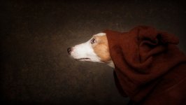 Desktop wallpaper. Dogs. ID:94507