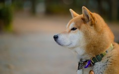 Desktop wallpaper. Dogs. ID:68016