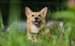 Desktop wallpaper. Dogs. ID:68017