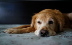 Desktop wallpaper. Dogs. ID:68018