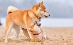 Desktop wallpaper. Dogs. ID:68019