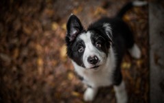 Desktop wallpaper. Dogs. ID:68020