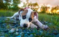 Desktop wallpaper. Dogs. ID:68021