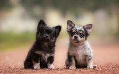 Desktop wallpaper. Dogs. ID:68022