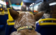 Desktop wallpaper. Dogs. ID:68023