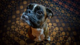 Desktop wallpaper. Dogs. ID:94506