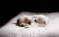 Desktop wallpaper. Dogs. ID:68025
