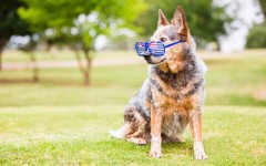 Desktop wallpaper. Dogs. ID:68026