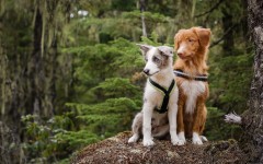Desktop wallpaper. Dogs. ID:68027