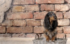 Desktop wallpaper. Dogs. ID:68028
