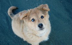Desktop wallpaper. Dogs. ID:68030