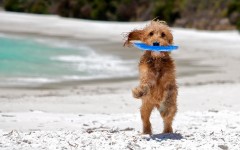Desktop wallpaper. Dogs. ID:68031
