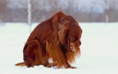 Desktop wallpaper. Dogs. ID:68032
