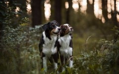 Desktop wallpaper. Dogs. ID:68033