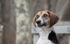 Desktop wallpaper. Dogs. ID:68035