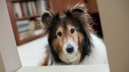 Desktop wallpaper. Dogs. ID:94328