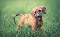 Desktop wallpaper. Dogs. ID:68037