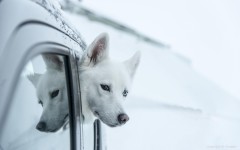 Desktop wallpaper. Dogs. ID:68038