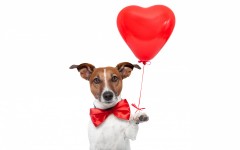 Desktop wallpaper. Dogs. ID:68040