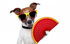 Desktop wallpaper. Dogs. ID:68041