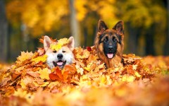 Desktop wallpaper. Dogs. ID:68042
