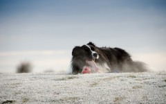 Desktop wallpaper. Dogs. ID:68044
