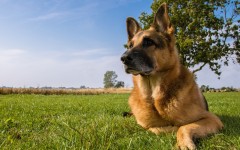 Desktop wallpaper. Dogs. ID:68045