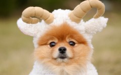 Desktop wallpaper. Dogs. ID:68046