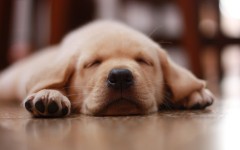 Desktop wallpaper. Dogs. ID:68048