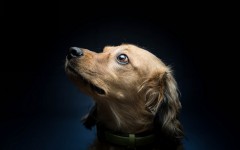 Desktop wallpaper. Dogs. ID:68049