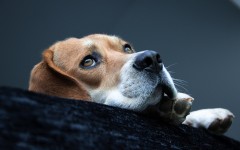 Desktop wallpaper. Dogs. ID:68050