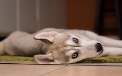 Desktop wallpaper. Dogs. ID:68051