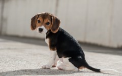 Desktop wallpaper. Dogs. ID:68052