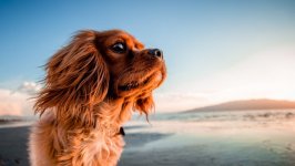 Desktop wallpaper. Dogs. ID:94320