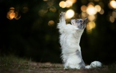 Desktop wallpaper. Dogs. ID:68054